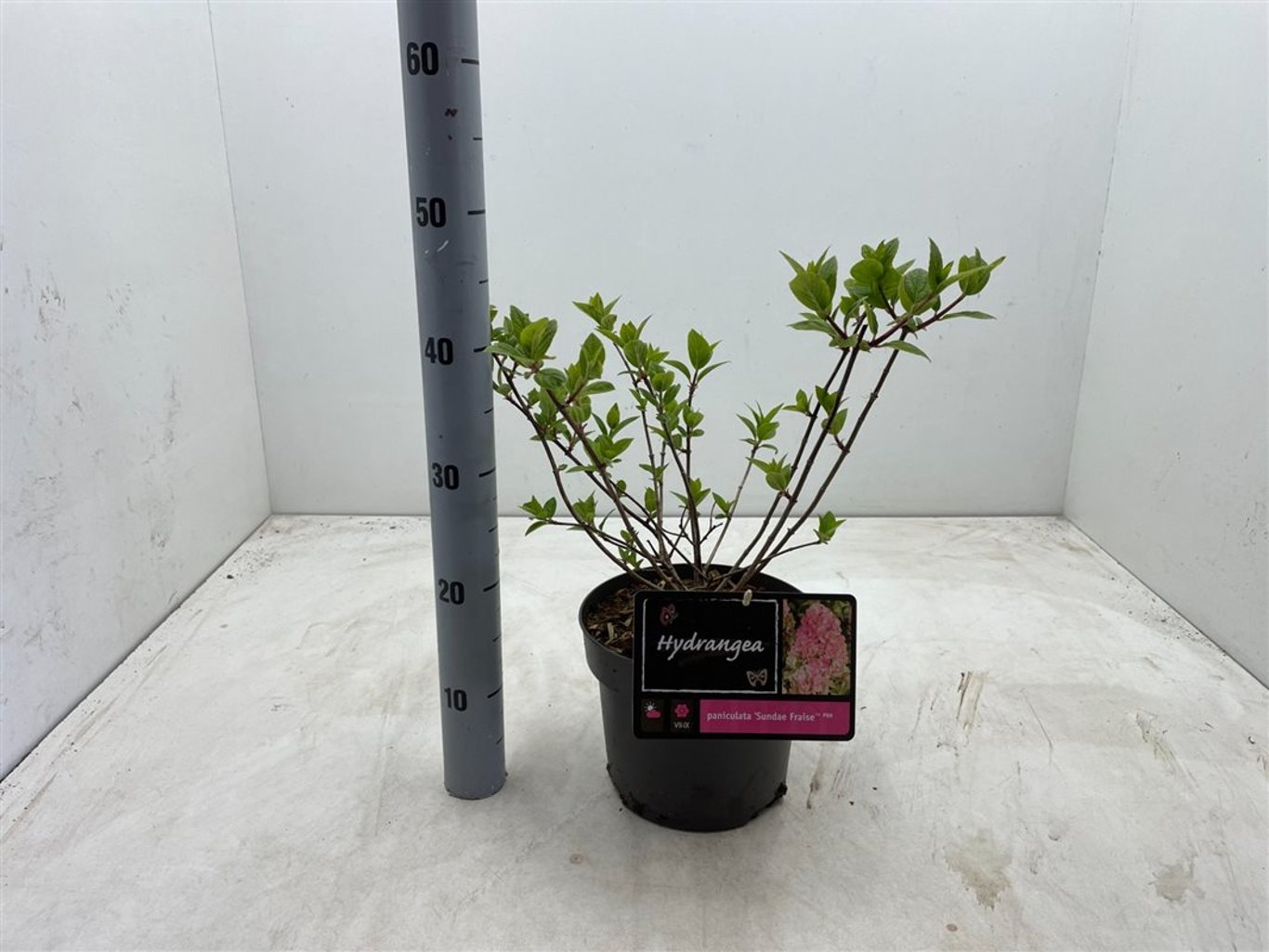 Hydrangea pan. 'Sundai Fraise' - C4